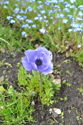 Im Blumenbeet Ende April