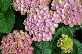 Mein kleiner wilder Garten I