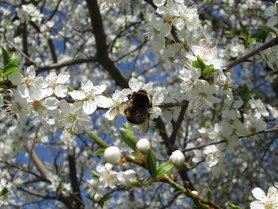 Emsige Hummel im Blütentraum...