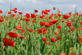 Mohn Impressionen