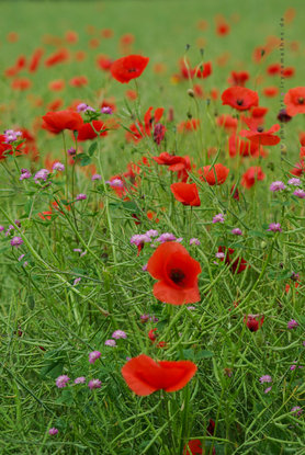 Sommer Farben