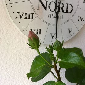 Und auch der Hibiskus