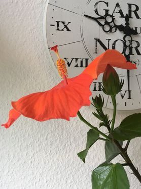 Hibiskus - Über Nacht