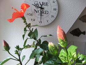 Hibiskus in Aktion! Die