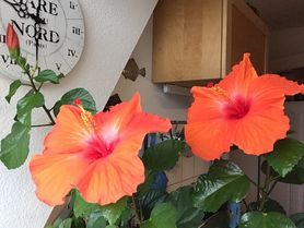 MORGENS HALB 10 🕤