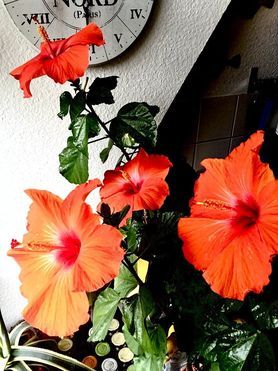 VIER AUF EINEN SCHLAG