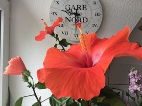 HIBISKUS UM HALB ZEHN