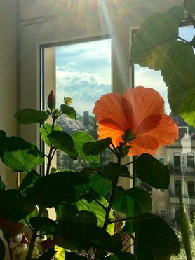 SONNENKINDER
soll‘s heute überall geben!