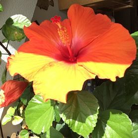 ZWEIGETEILT
Sonne und Schatten, luv