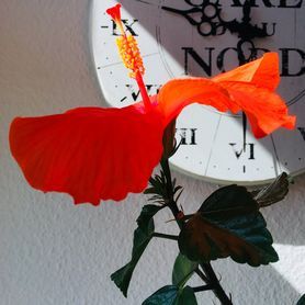 VON VORN
Die ursprünglich gezählten