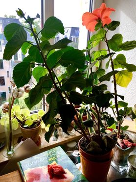 GENEIGT
hat sich die Mutterpflanze