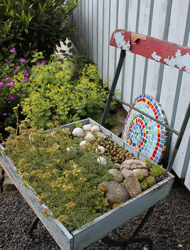 Hauswurzen mit Logenplatz