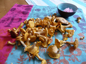 Pfifferlinge, lecker, lecker, lecker............