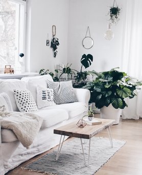 Ein bisschen Urwald im Wohnzimmer 