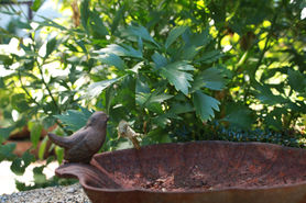 Vogelbad