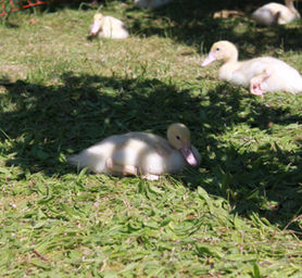 junge Enten beim Sonnenbaden