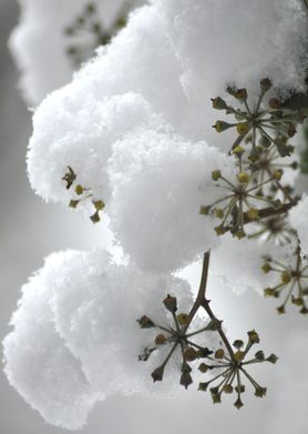 Wir können nicht nur
gefrosteten