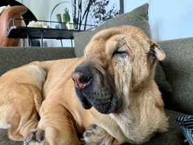 Unsere Shar-Pei-Dame Paula
chillt wie