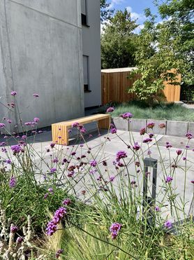 Eisenkraut... eine meiner Lieblingsstauden...