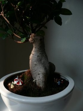 Mein Bonsei hat besuch