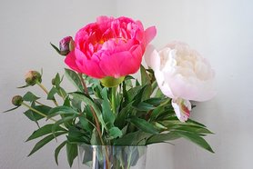 Pfingstrosen sind am schönsten