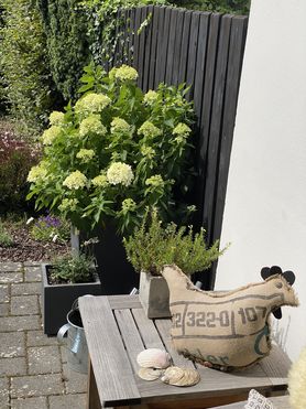 Die Rispenhortensie „Little Spoky“