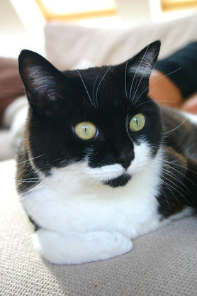 Martha auf dem Sofa 😉