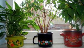 Deshalb heißt es Blumen-Töpfe ☺️