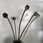 Bild des Benutzers Mohnblumenwiese