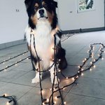 Bild des Benutzers Nelken