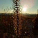 Bild des Benutzers chilli.lilli