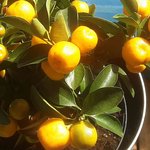 Bild des Benutzers Baba Yaga