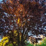 Bild des Benutzers Nuuuun.