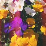 Bild des Benutzers eule1905