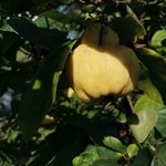 Bild des Benutzers HÜBSCHdasmagich