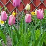 Bild des Benutzers MinTid