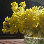 Bild des Benutzers micalanes