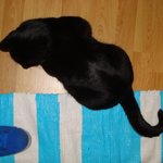 Bild des Benutzers Katringehtindenzoo