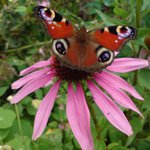 Bild des Benutzers Funky-Trombone