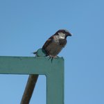 Bild des Benutzers honeybear