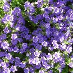 Bild des Benutzers Dubo