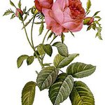 Bild des Benutzers michelin