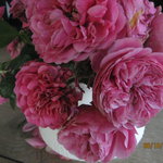 Bild des Benutzers Lu Isa