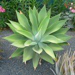 Bild des Benutzers Selma_dc