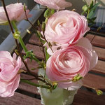 Bild des Benutzers Ranunkeln