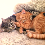 Bild des Benutzers dreamcherry