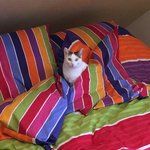 Bild des Benutzers BuntesLeben