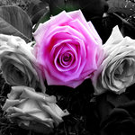 Bild des Benutzers Morgain