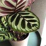 Bild des Benutzers kleines schneewittchen