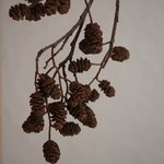 Bild des Benutzers Mia67